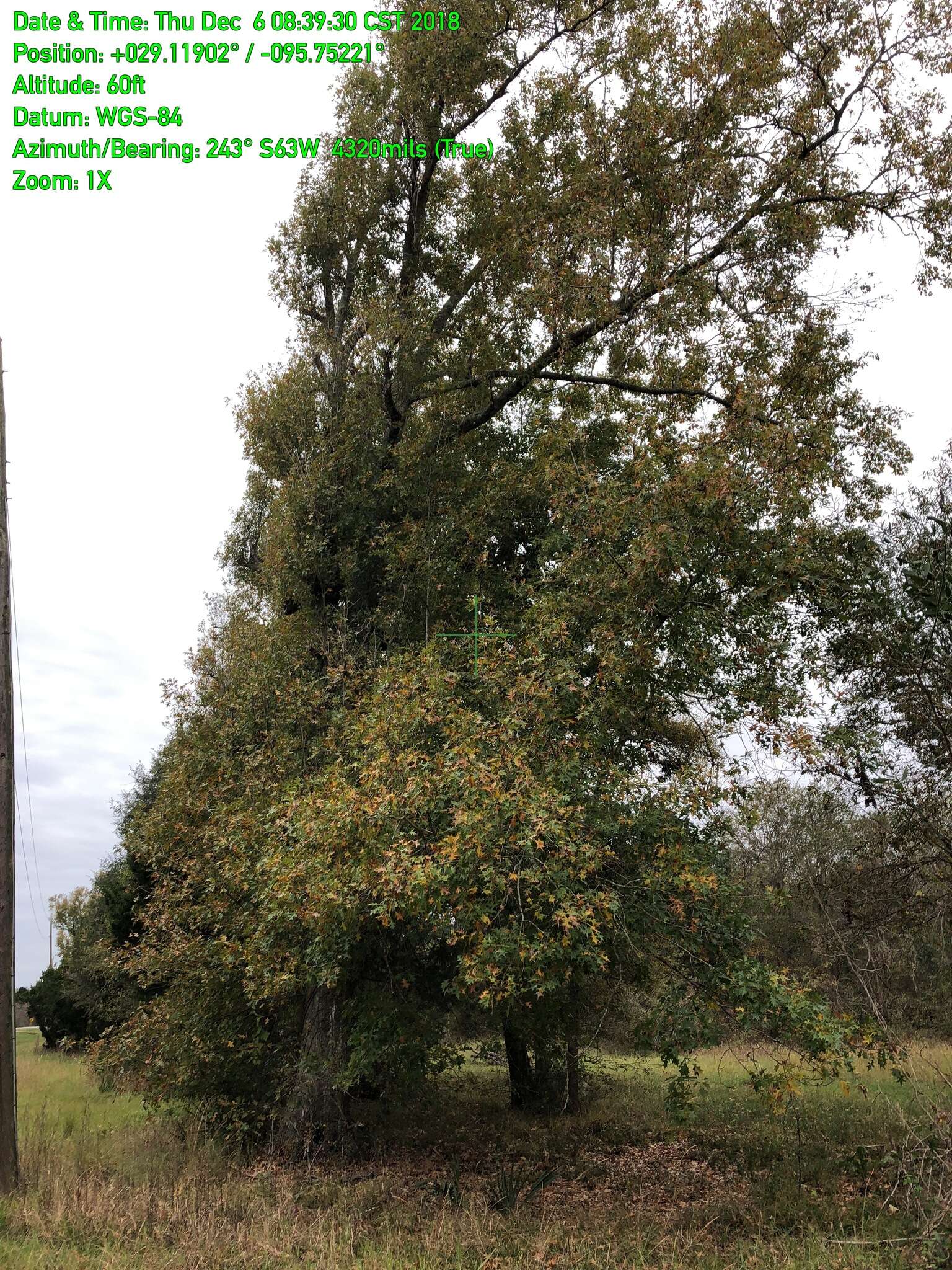 Image of Nuttall Oak