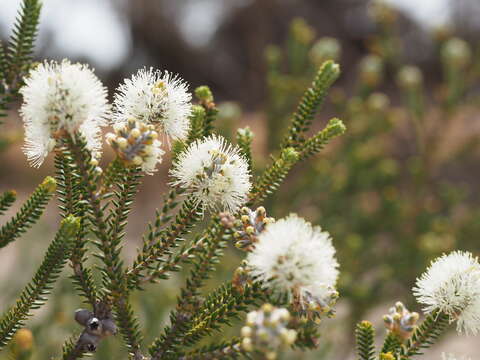 Image of Melaleuca quadrifaria F. Muell