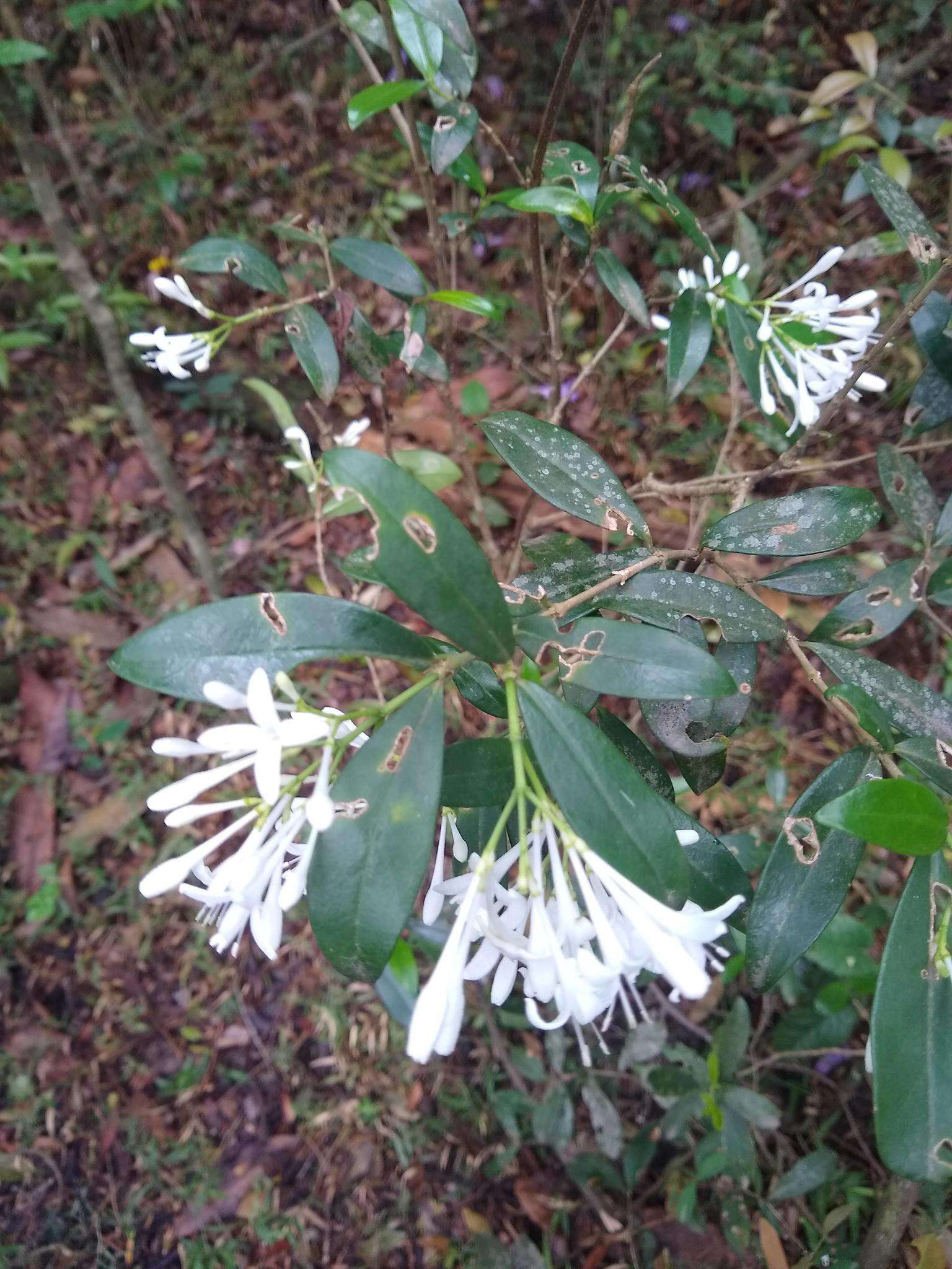 Image of Rudgea jasminoides (Cham.) Müll. Arg.