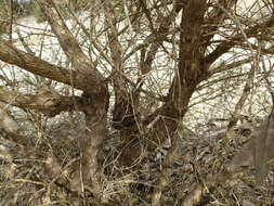 Image of Melaleuca quadrifaria F. Muell