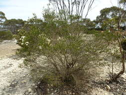 Image of Melaleuca quadrifaria F. Muell