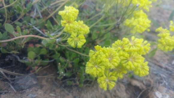 Image de Eriogonum umbellatum var. hypoleium (Piper) C. L. Hitchcock