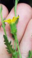 Image of sticky groundsel