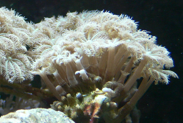Image of Flower coral