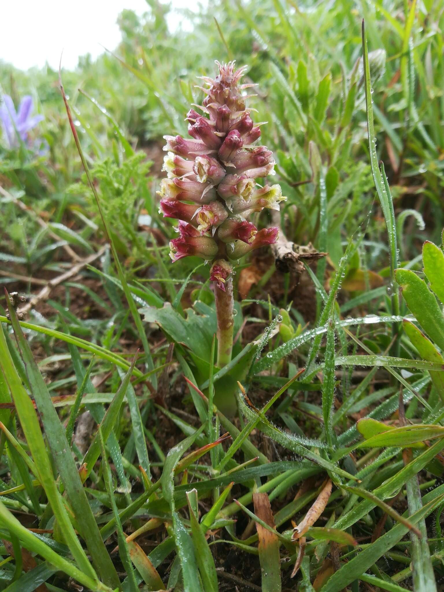 Image of Lachenalia longibracteata E. Phillips