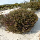 Image of Melaleuca rigidifolia Turcz.