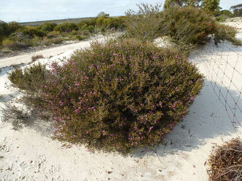 Imagem de Melaleuca rigidifolia Turcz.