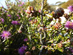 صورة Melaleuca rigidifolia Turcz.