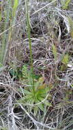 Image of golden colicroot