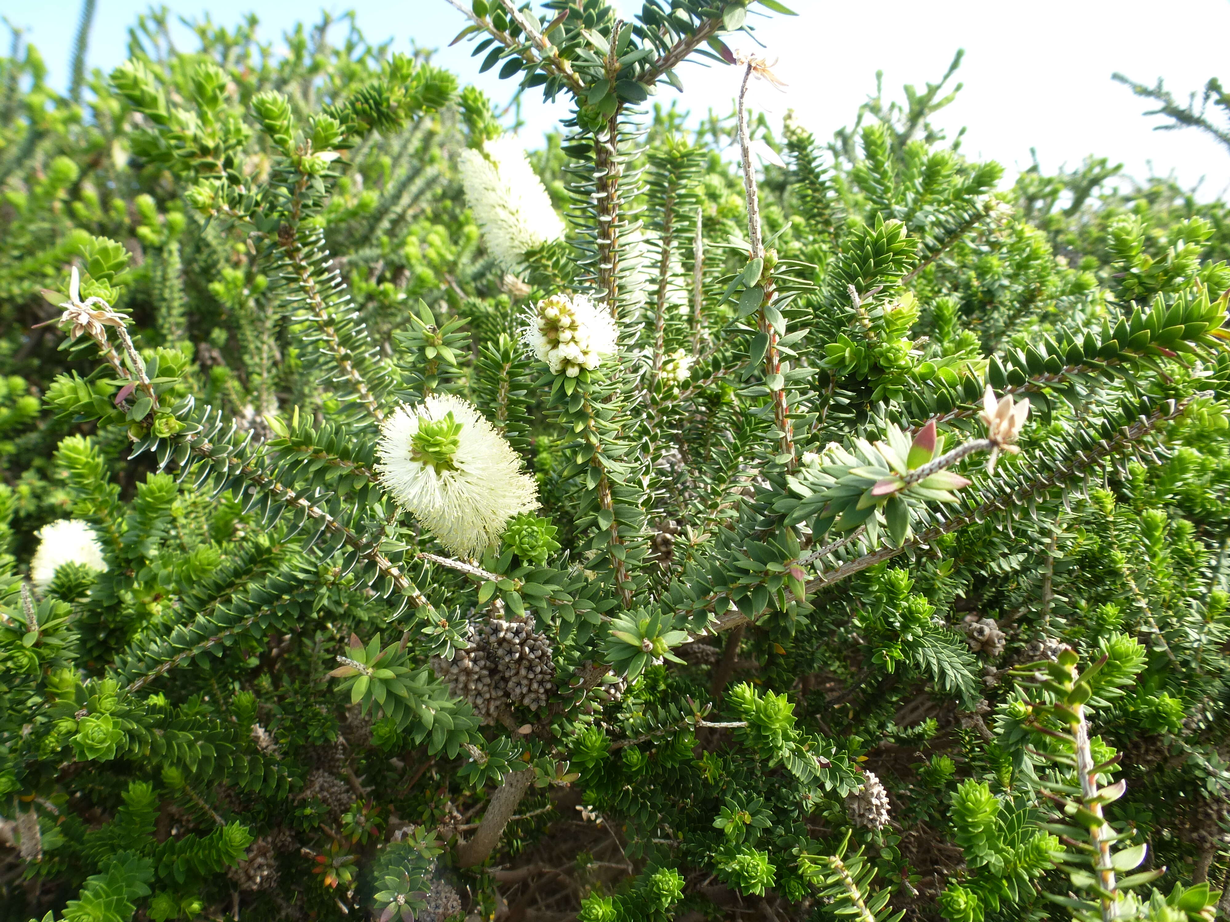 Image of Melaleuca ringens B. A. Barlow