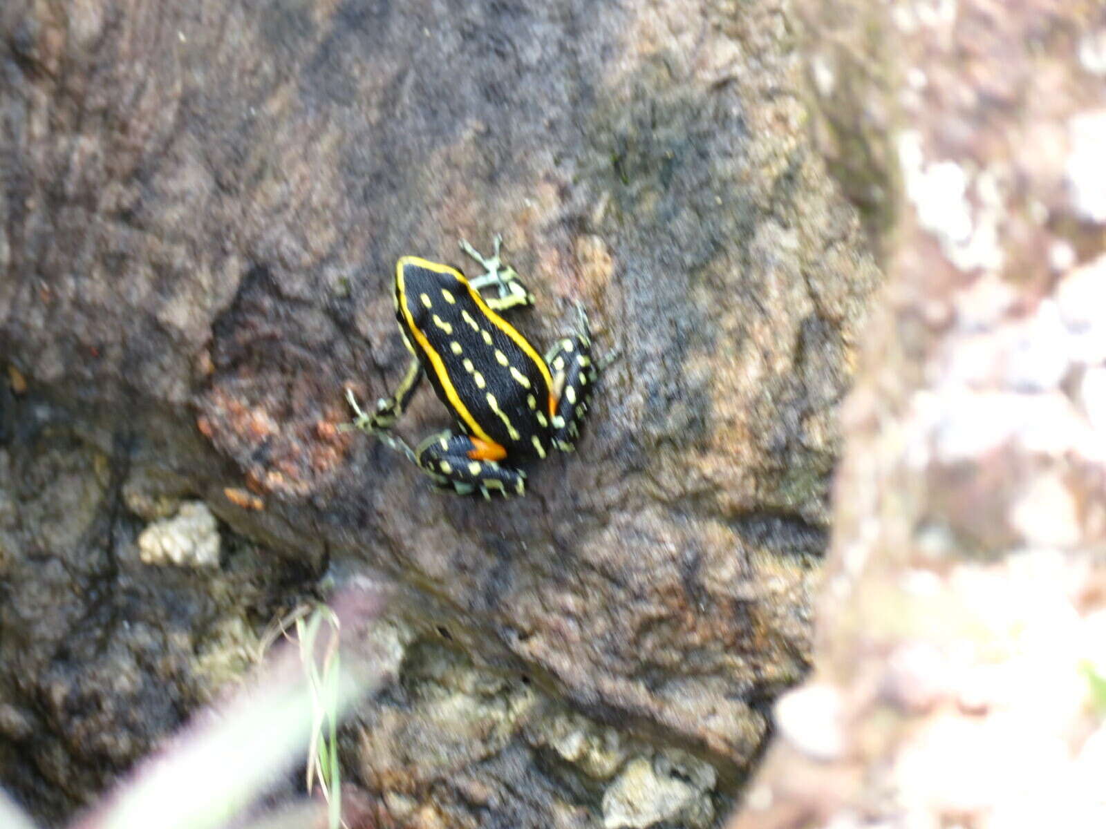 Image of Lutz's Poison Frog