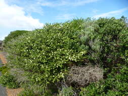 Image of Melaleuca ringens B. A. Barlow