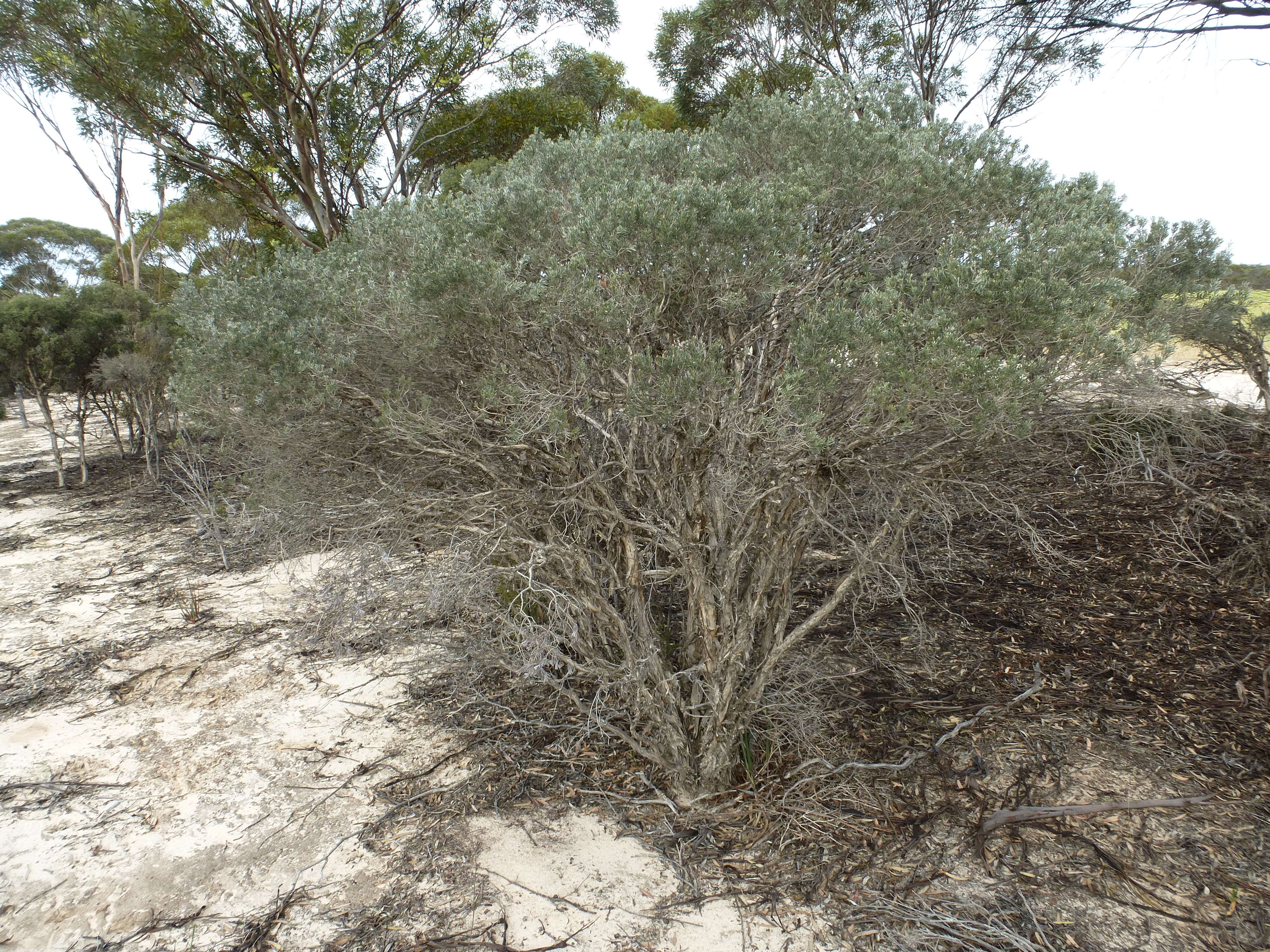 Image of Melaleuca sapientes L. A. Craven