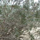 Image of Melaleuca sapientes L. A. Craven