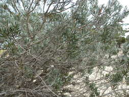 Image of Melaleuca sapientes L. A. Craven