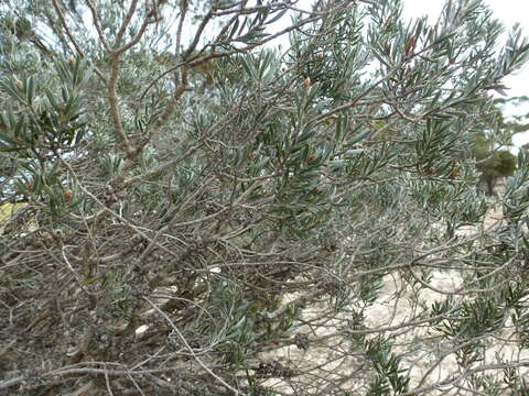 Image of Melaleuca sapientes L. A. Craven