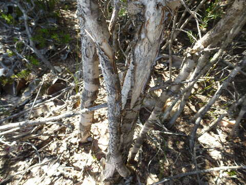 Sivun Melaleuca scabra R. Br. kuva