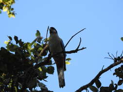 Image of Northern Rosella