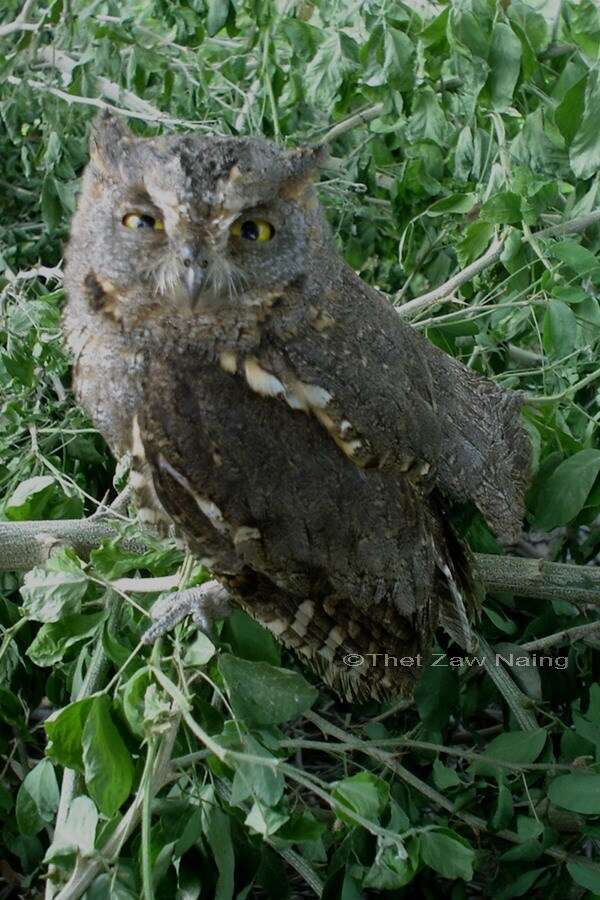 Image of Oriental Scops Owl