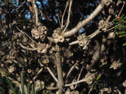 Image of Melaleuca seriata Lindl.