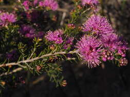 Image of Melaleuca seriata Lindl.