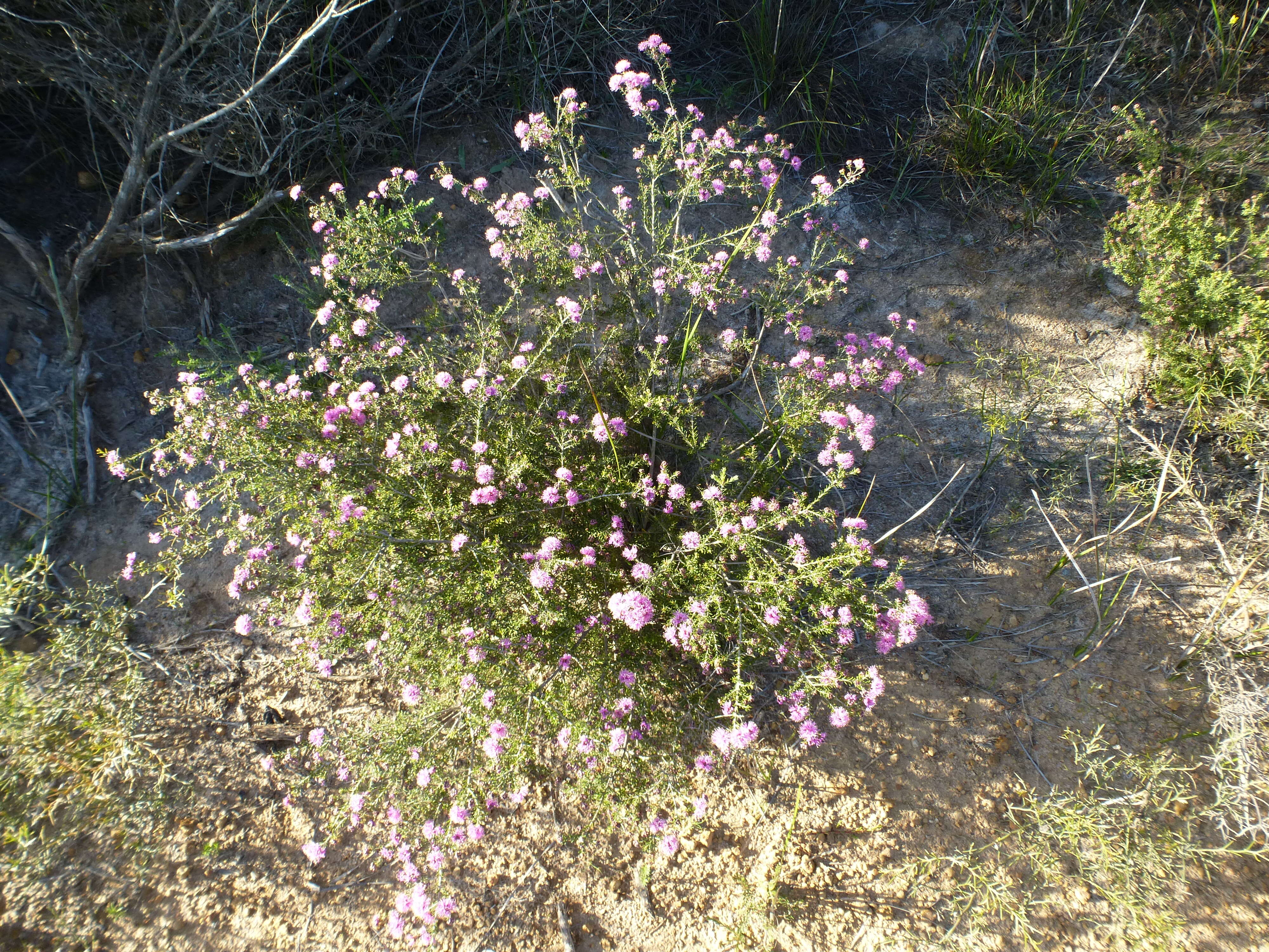 Image of Melaleuca seriata Lindl.