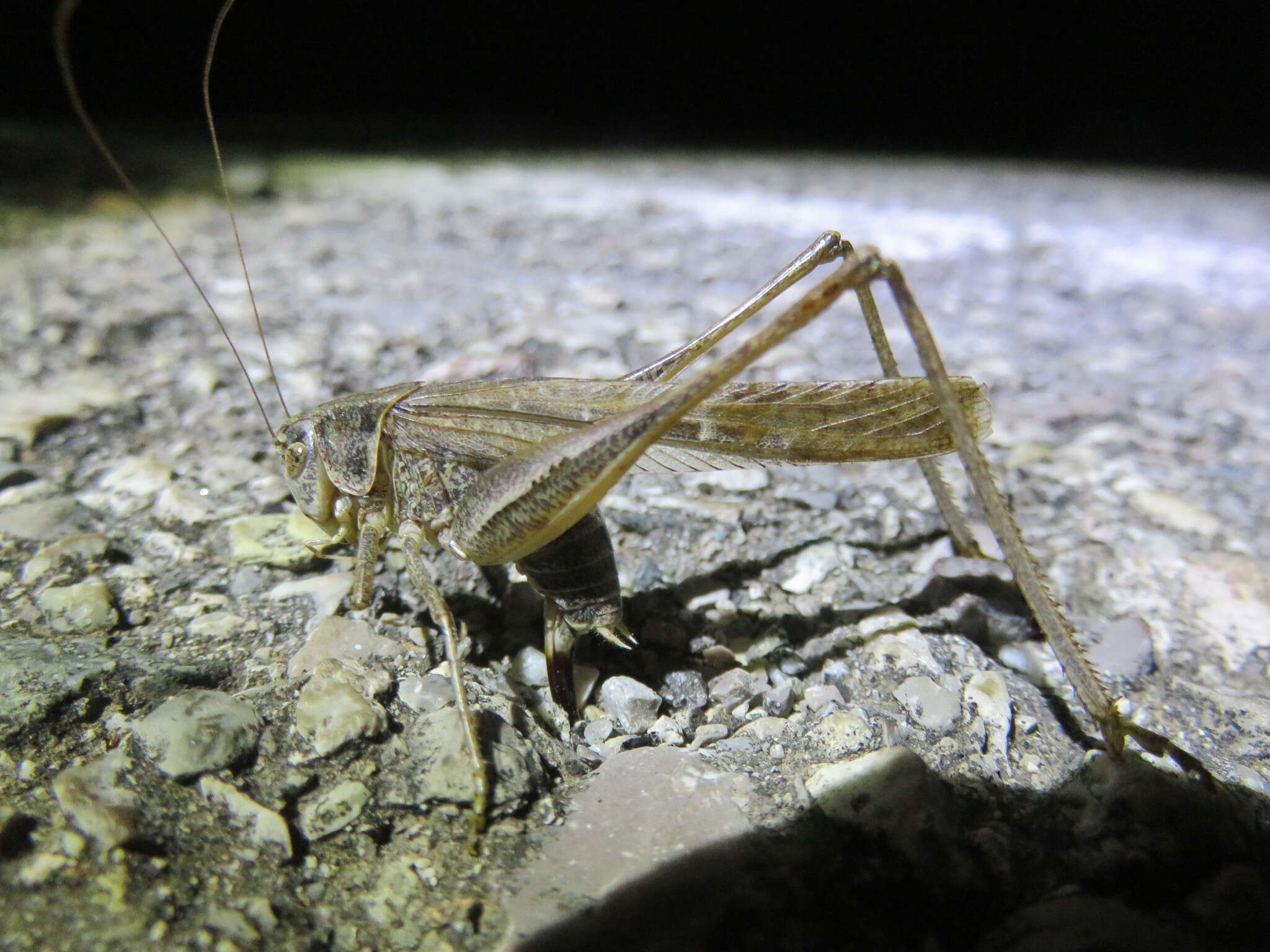 Image of Platycleis sabulosa Azam 1901