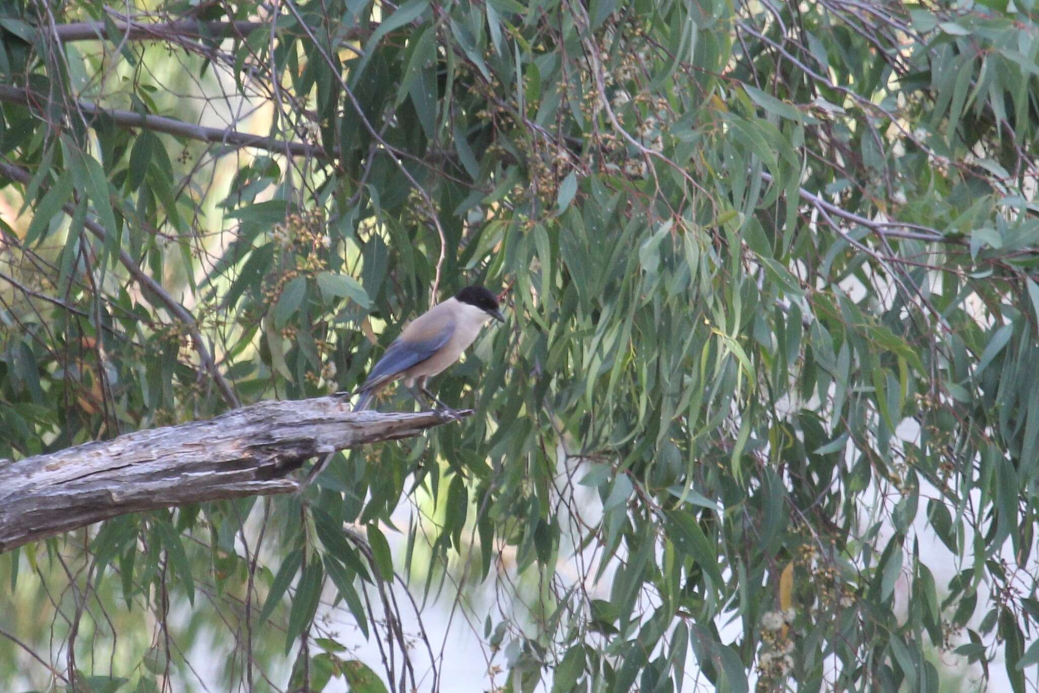 Image of Iberian Magpie