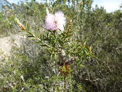 Image de Melaleuca striata Labill.