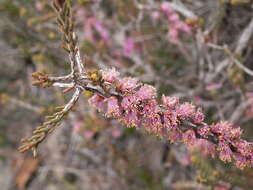 Image of Melaleuca suberosa (Schau.) C. A. Gardner