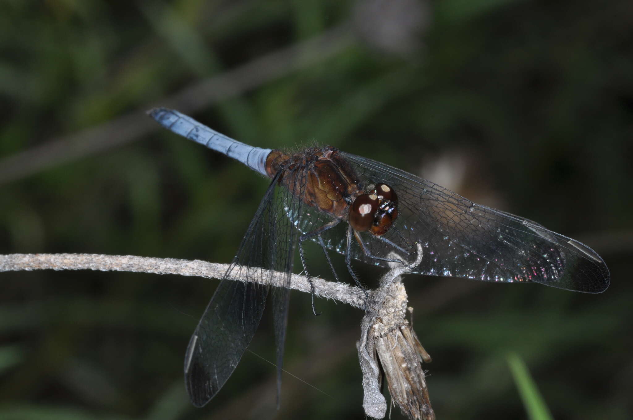 Sivun Erythrodiplax atroterminata Ris 1911 kuva