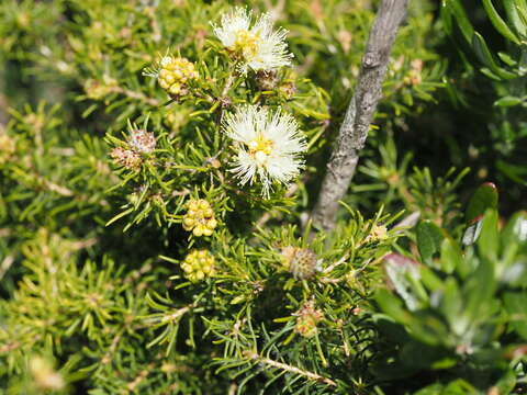 Image of Melaleuca systena L. A. Craven