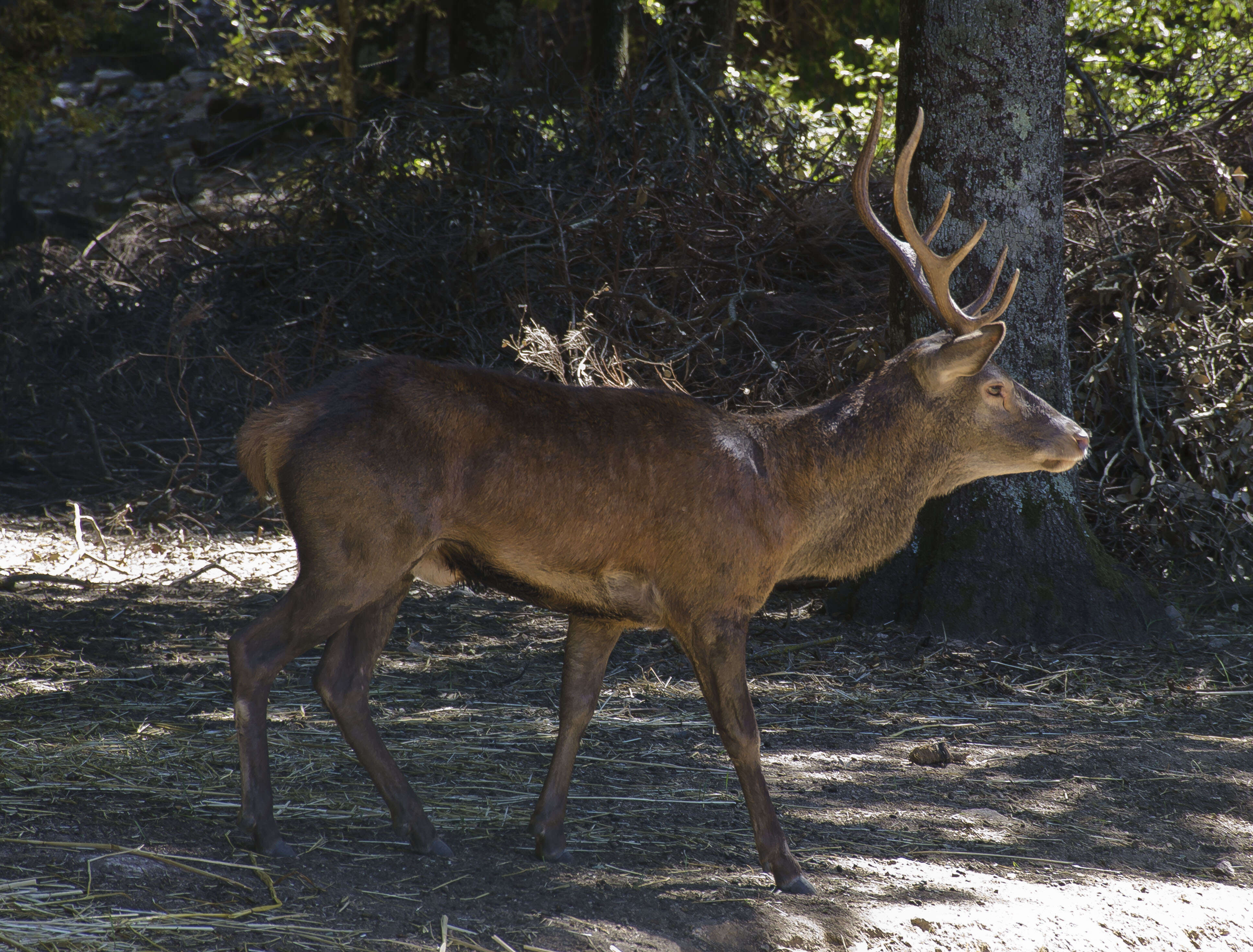 Image of Corsican red deer