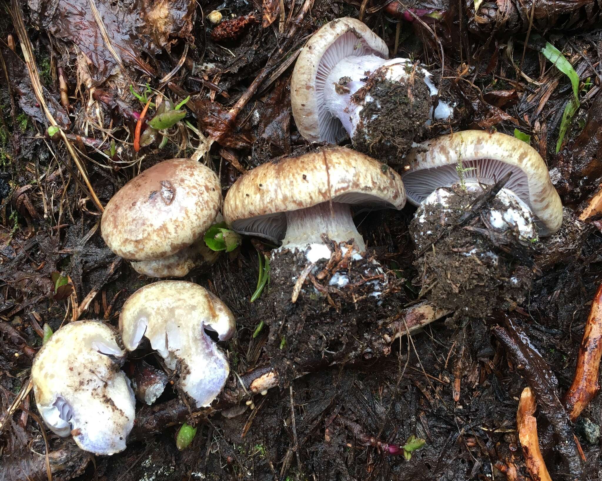 Image of Cortinarius subolivascens A. H. Sm. 1944