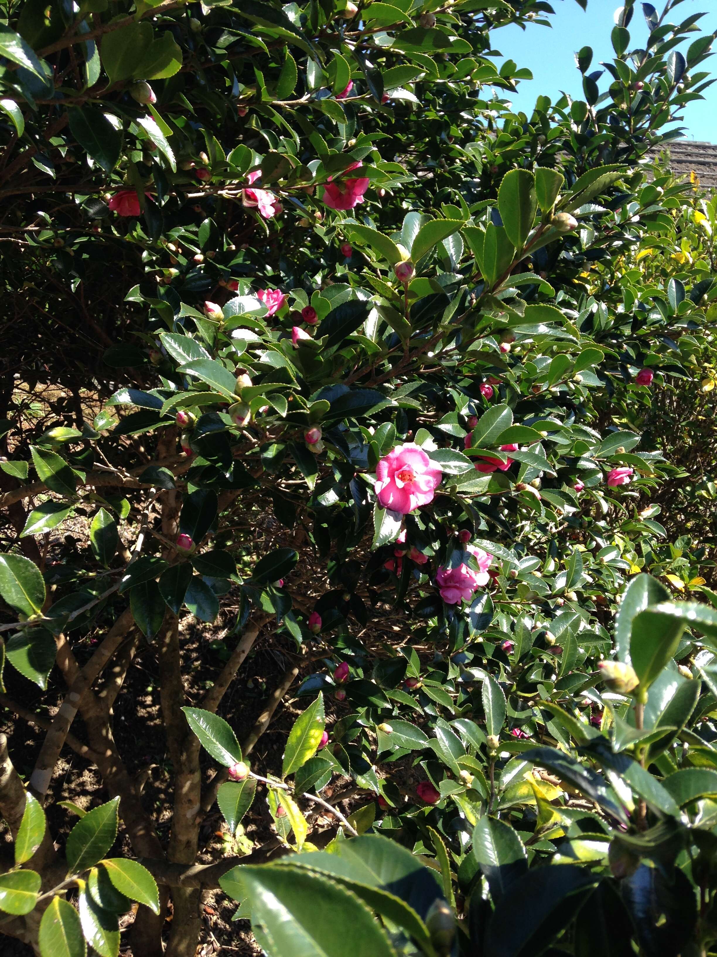 Image of Camellia sasanqua