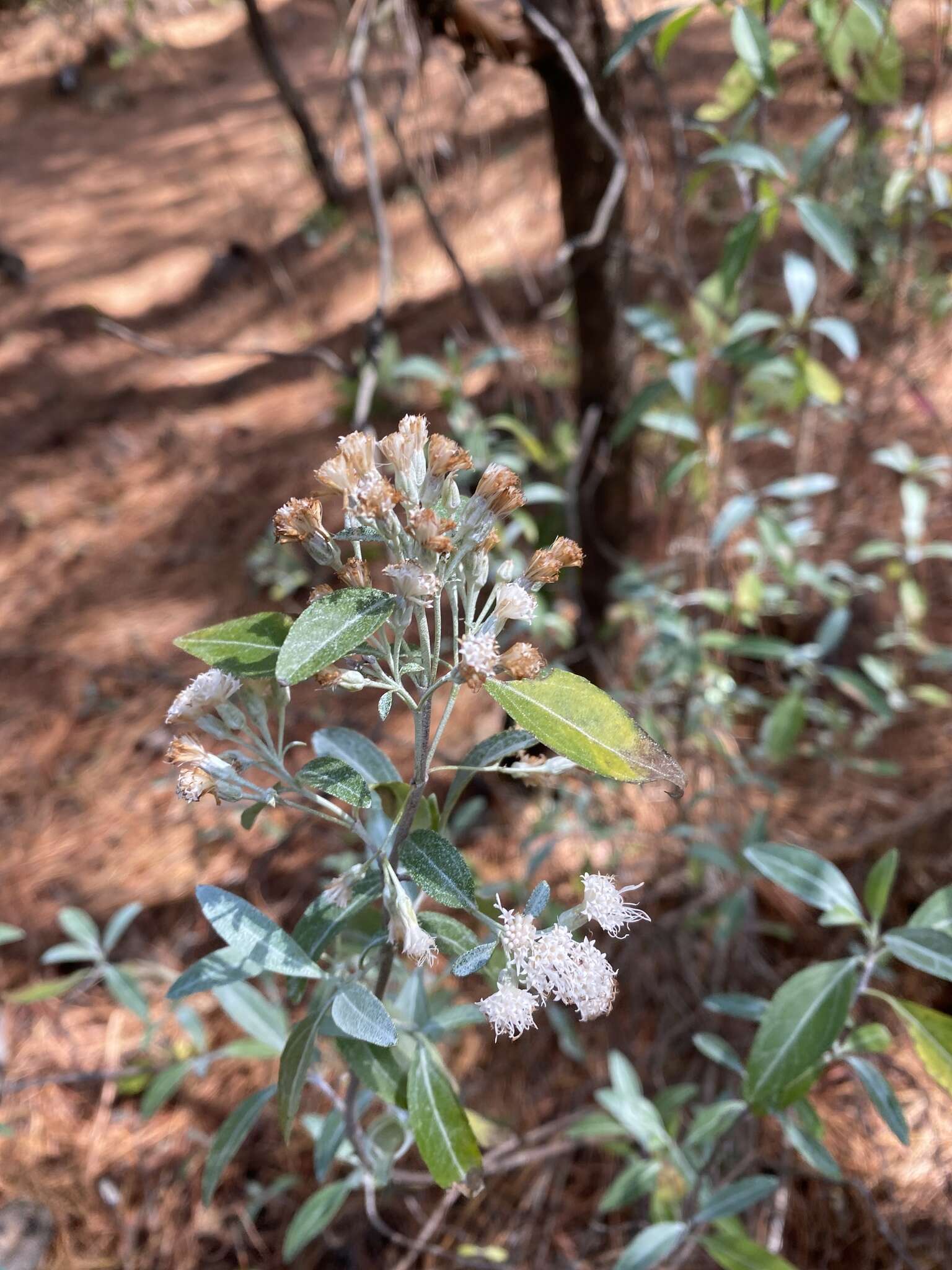 Image of Ageratina glabrata (Kunth) R. King & H. Rob.