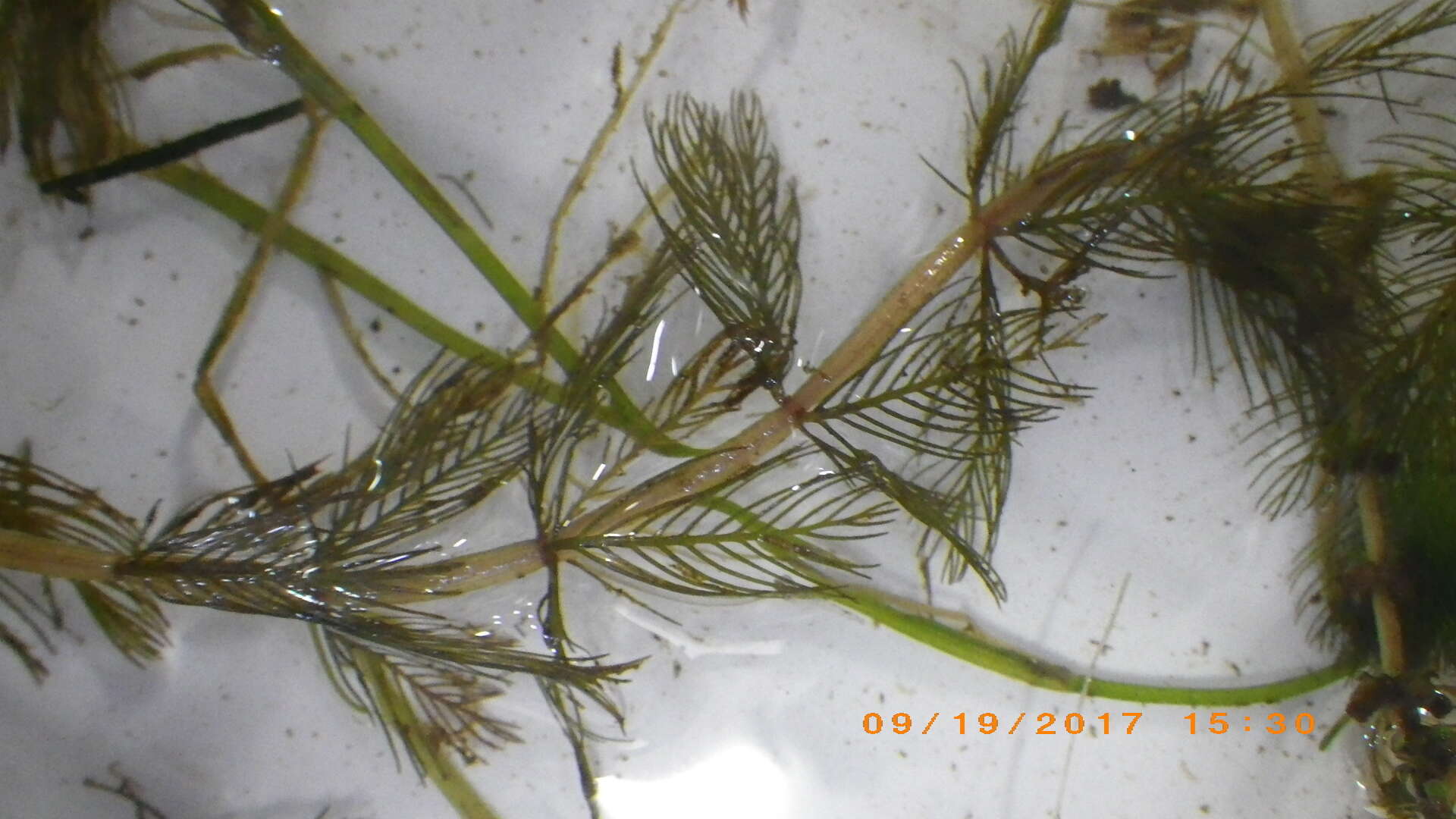 Image of Eurasian Water-Milfoil