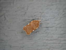 Image of Acleris cervinana Fernald 1882