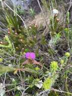 Image of Disperis capensis (L.) Sw.