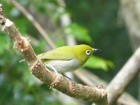 Image of Japanese White-eye