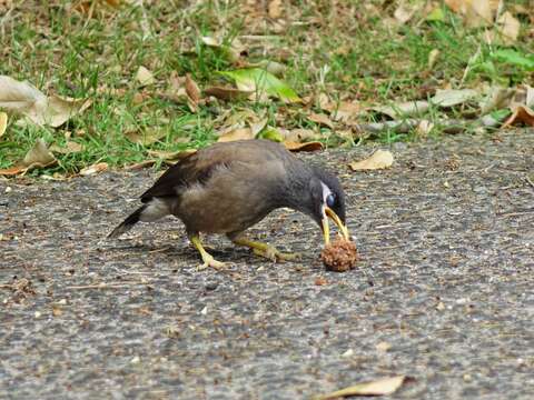 Image of Acridotheres tristis tristis (Linnaeus 1766)