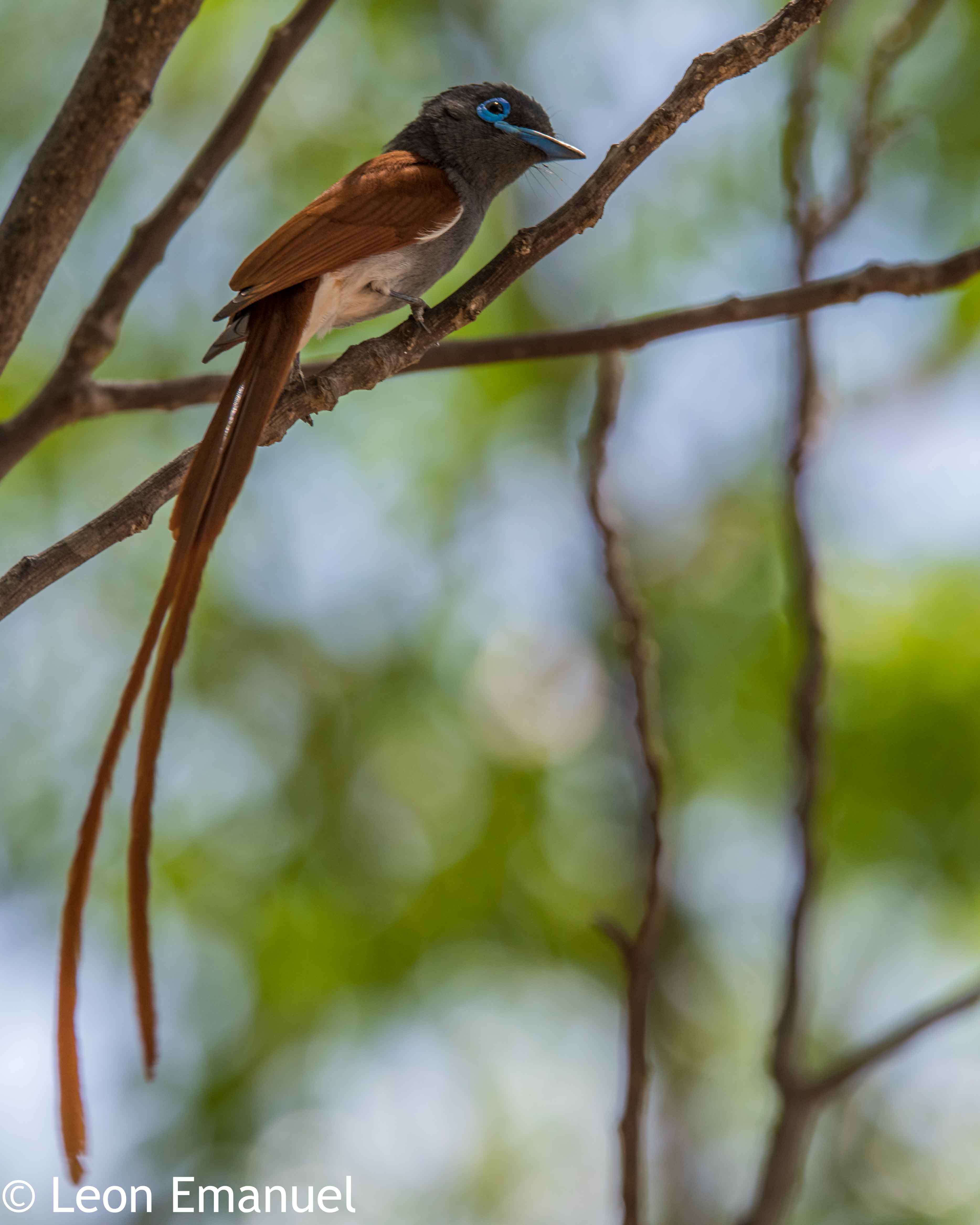 Image of African Paradise Flycatcher