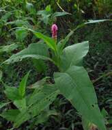 Sivun Persicaria amphibia var. emersa (Michx.) J. C. Hickman kuva