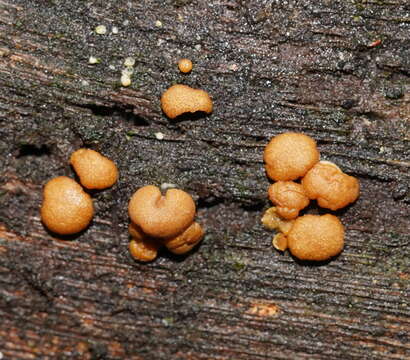 Image of Trichoderma nothescens Samuels & Jaklitsch 2013