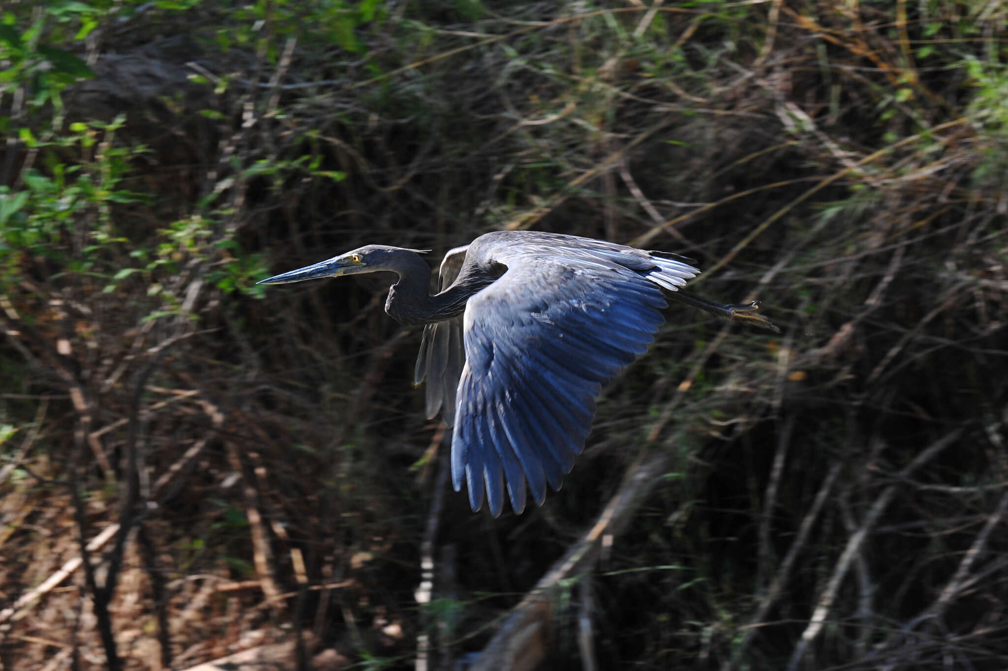 Image de Héron typhon