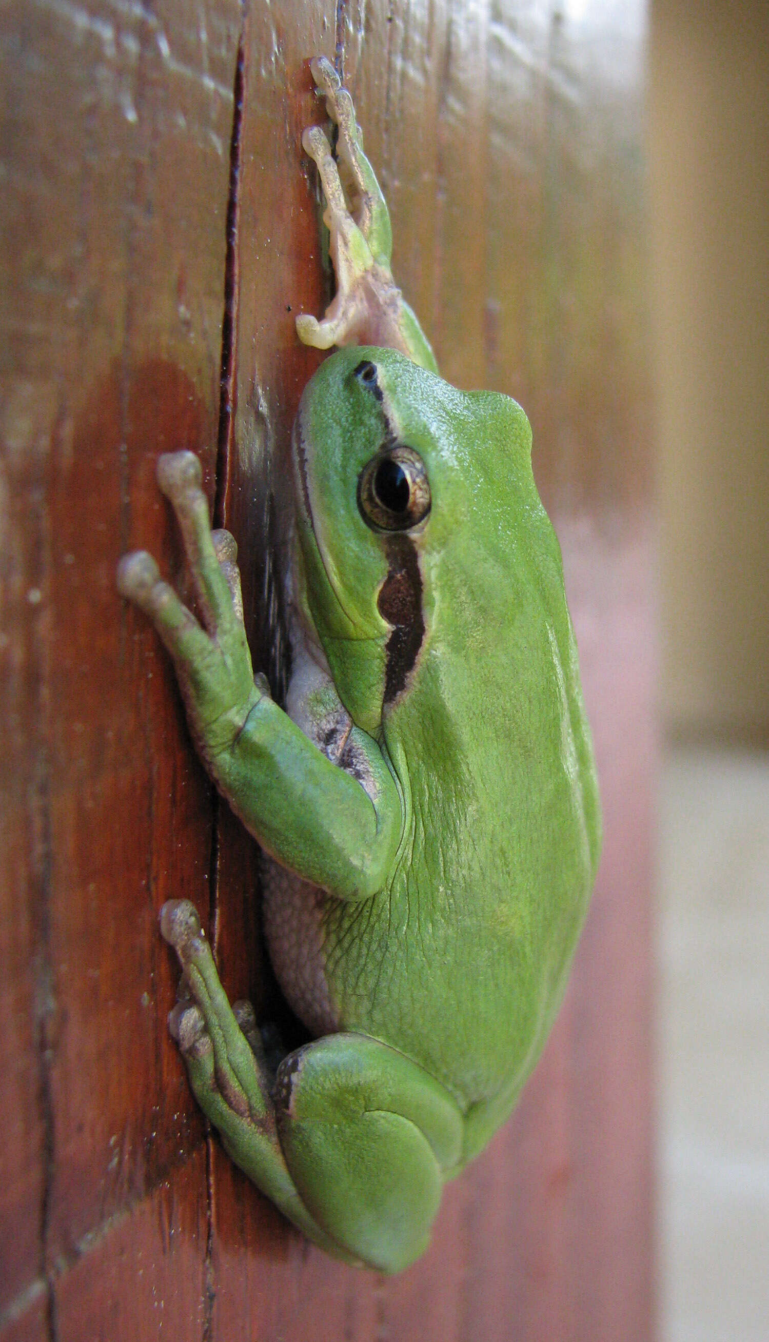 Image of Mediterranean Tree Frog