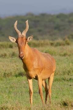 Image of Hartebeest