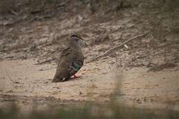 Image of Brush Bronzewing