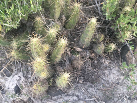 Image de Echinocereus cinerascens subsp. tulensis (Bravo) N. P. Taylor