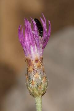 Слика од Centaurea glaberrima subsp. divergens (Vis.) Hayek